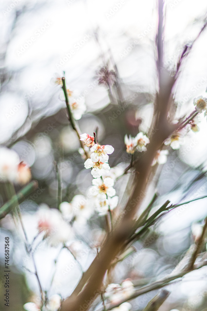 白い梅の花 白い梅の花