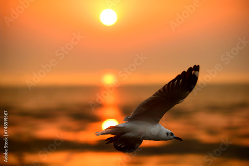 Flying seagull in the sunset over the sea