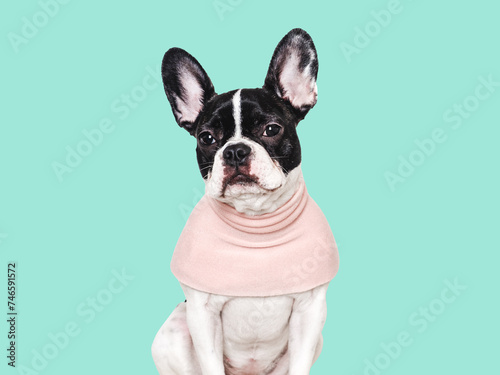 Cute puppy and pink T-shirt. Close-up, indoors. Concept of beauty and fashion. Studio shot, isolated background. Congratulations for family, loved ones, relatives, friends and colleagues. Pets care
