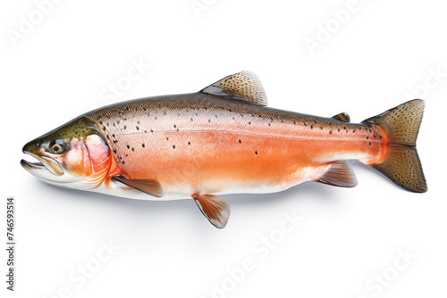 fresh salmon isolated on the white background photo