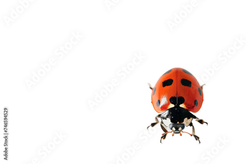 Ladybug isolated on transparent background © Alien Starz