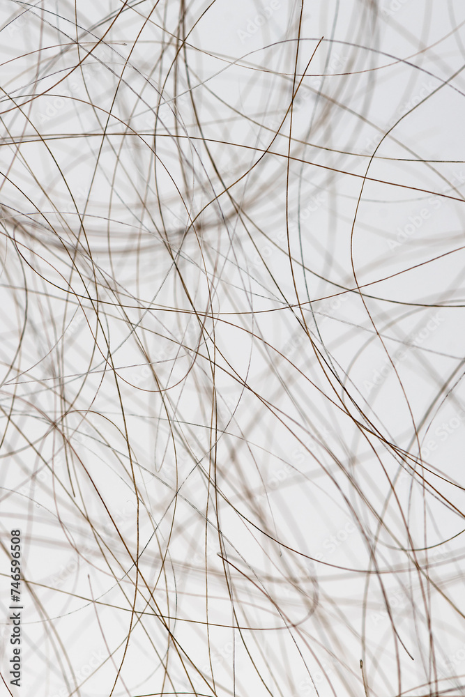 Macro close up of isolated gray and brown human hair strand follicles texture overlay
Macro close up of isolated gray and brown human hair strand follicles texture overlay