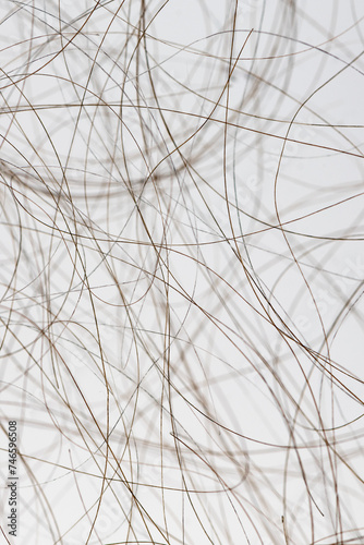 Macro close up of isolated gray and brown human hair strand follicles texture overlay 