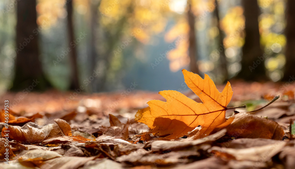 Orange leaves on the ground on the blurred forest or park background. Autumn season.