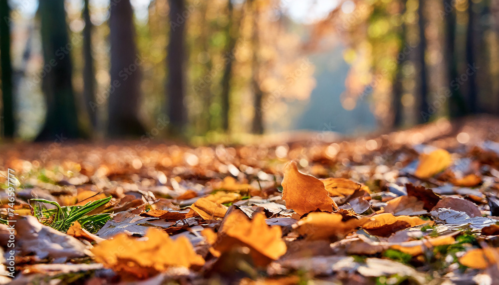 Orange leaves on the ground on the blurred forest or park background. Autumn season.