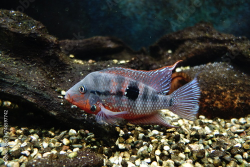 tropical fish in acquarim