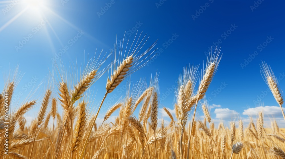 Fototapeta premium Vibrant wheat field on a sunny summer day with clear blue sky - high resolution image