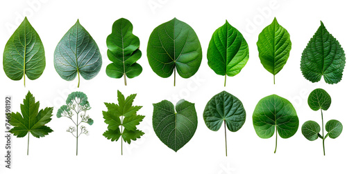 strange shaped leaves on a white background Image generated by AI