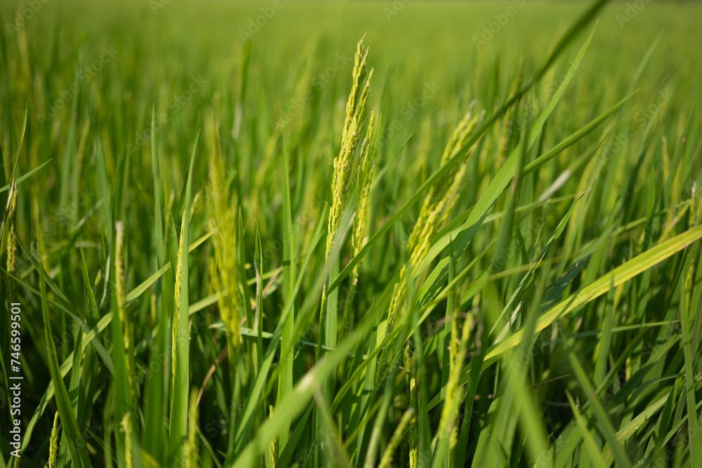 Rice plants are beginning to emerge in the rice fields. Rice plants are beginning to emerge in the rice fields.