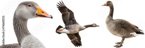 Greyleg goose collection, portrait, flying and standing, isolated on a white background photo