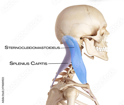 Neck of the lateral line - sternocleidomastoideus, splenius capitis