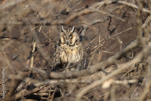 The long-eared owl (Asio otus) in Japan