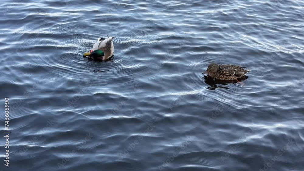Mallard ducks swimming in the lake. Mallard ducks swimming in the lake.