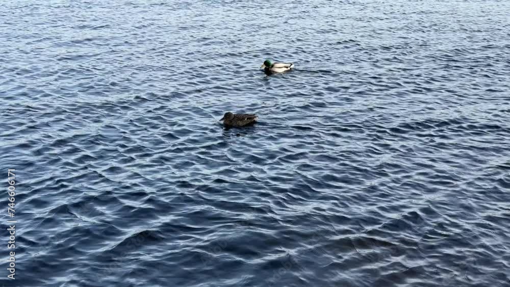 Ducks swimming in the rippled river water. Ducks swimming in the rippled river water.