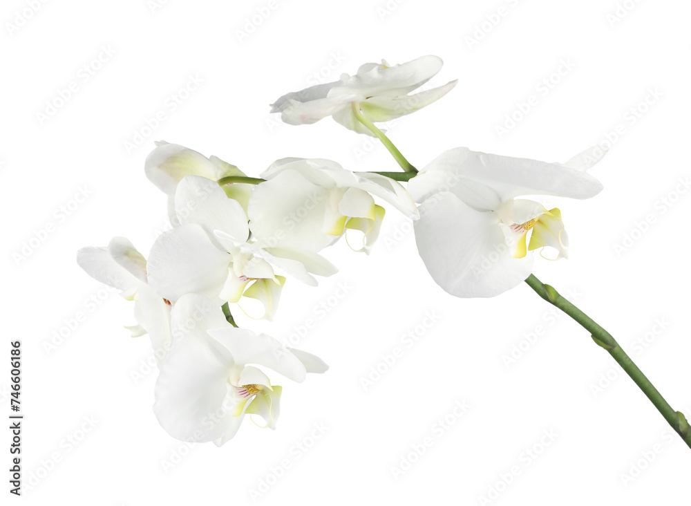 Fototapeta premium Branch with beautiful orchid flowers isolated on white