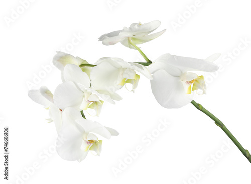 Fototapeta Naklejka Na Ścianę i Meble -  Branch with beautiful orchid flowers isolated on white