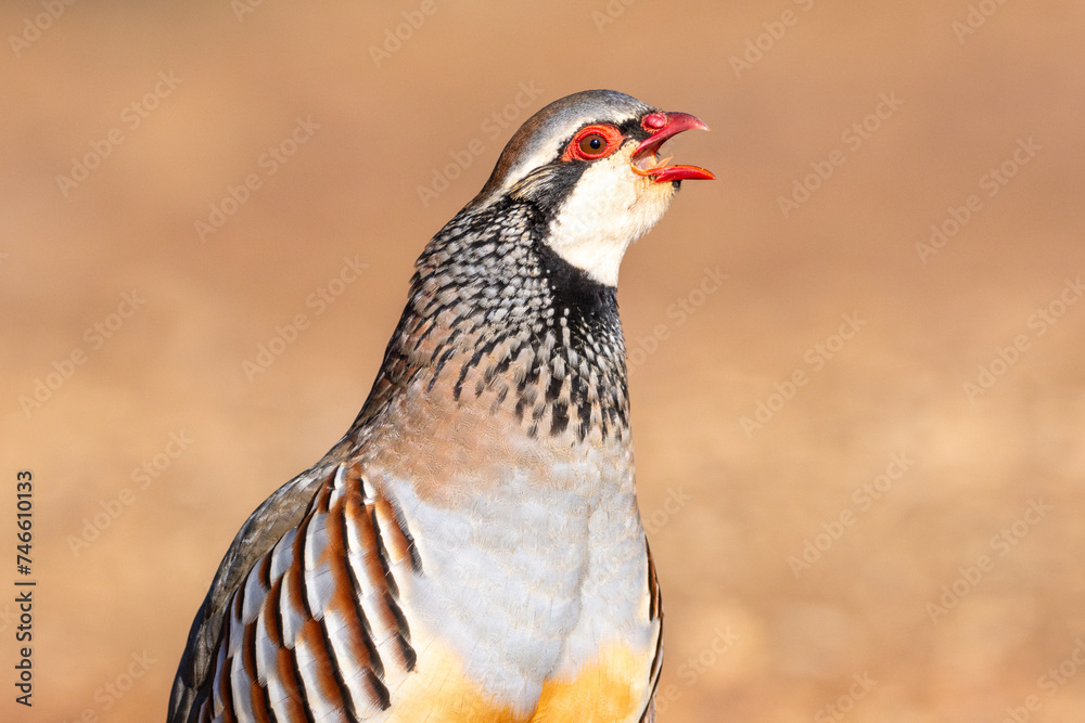 Red-legged partridge (Alectoris rufa) taken in Penalajo, Ciudad Real province, Spain Red-legged partridge (Alectoris rufa) taken in Penalajo, Ciudad Real province, Spain