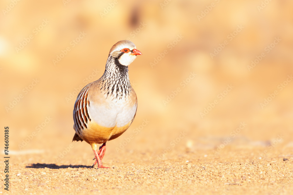Red-legged partridge (Alectoris rufa) taken in Penalajo, Ciudad Real province, Spain Red-legged partridge (Alectoris rufa) taken in Penalajo, Ciudad Real province, Spain