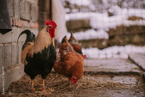 A rooster in the snow near the forest. Close-up with a domestic birds at the farm sitting with his chickens in the garden in winter season. Group of colorful hens close to nature