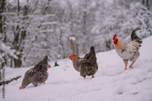 Quadro em tela A rooster in the snow near the forest