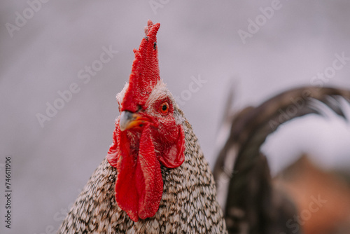 Portrait of a rooster in the snow near the forest. Close-up with a domestic bird at the farm sitting with his chickens in the garden in winter season