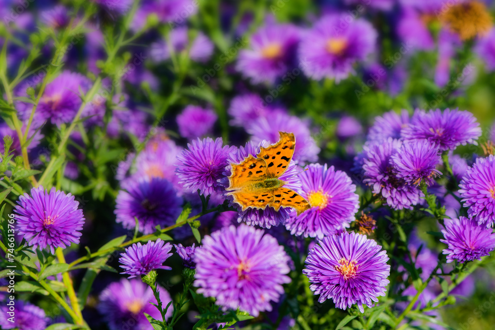 Butterflies dance on the Dutch chrysanthemum bushes, very beautiful Butterflies dance on the Dutch chrysanthemum bushes, very beautiful