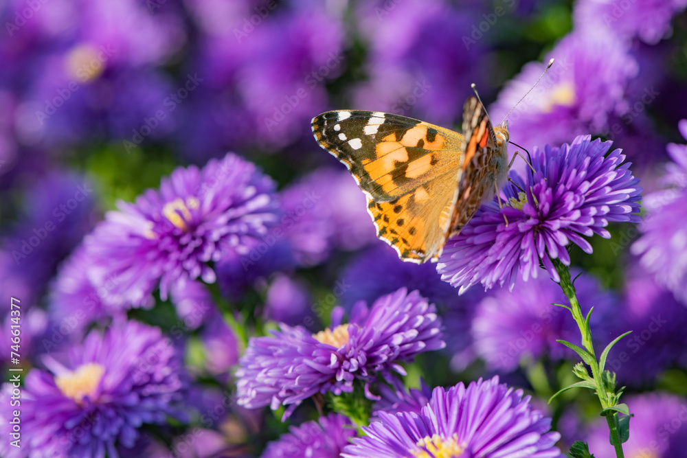 Naklejka premium Butterflies dance on the Dutch chrysanthemum bushes, very beautiful