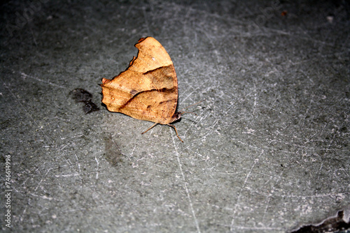 Common evening brown butterfly (Melanitis leda) in dry-season form : (pix Sanjiv Shukla) photo