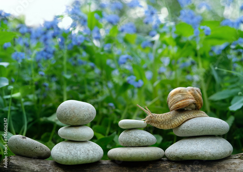 snail on zen stone pebbles in garden, natural green background. Symbol of spa, soul and body relax, life balance. concept of calmness, slow life. harmony of nature