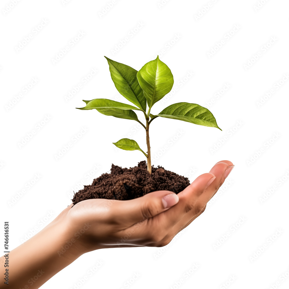 Hand holding young plant, isolate on cleane white background Hand holding young plant, isolate on cleane white background