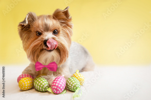 Happy small fluffy dog (Yorkshire terrier) with cute expression, celebrating Easter holiday with colorful easter eggs. Springtime. Copy space. Empty place. photo