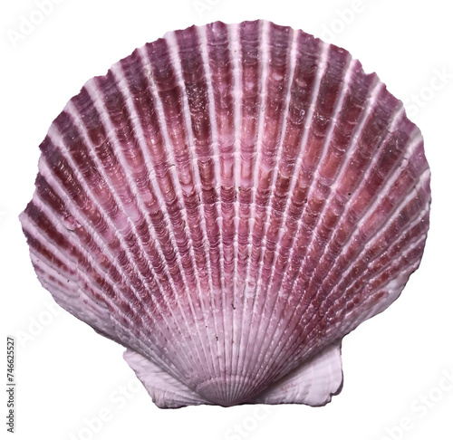 Top view of purple scallop seashell isolated on transparent background, ocean, sea, beach, summer vacation design element, flat lay cut out.