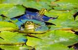 Frogs on Lily Pads: Pond Pals