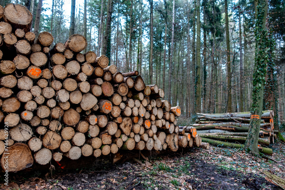 Frisch gefälltes markiertes und abholbereites Holz im Wald