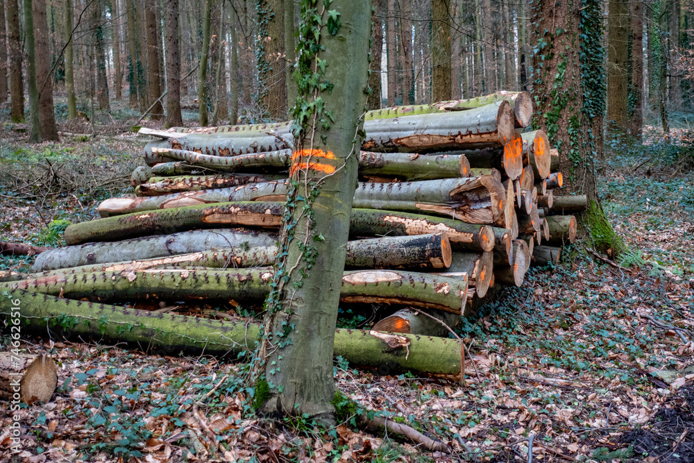 Frisch gefälltes markiertes und abholbereites Holz im Wald Frisch gefälltes markiertes und abholbereites Holz im Wald