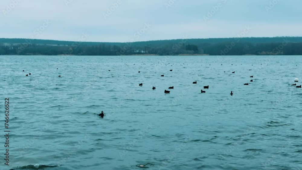 Wild ducks floating on the little waves of the river in winter. Cold grey day in the wilderness with the view on the vast waterscape. Wild ducks floating on the little waves of the river in winter. Cold grey day in the wilderness with the view on the vast waterscape.