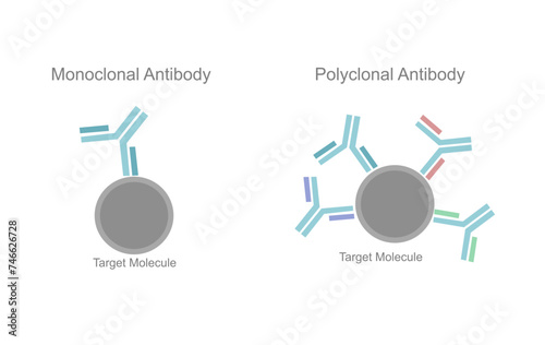 The comparison picture of specific binding site on Target molecule or antigen between Monoclonal and polyclonal antibodies.