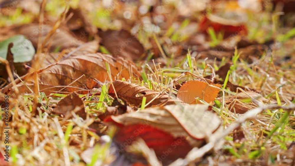 地面に落ちたたくさんの茶色い枯れ葉と草 地面に落ちたたくさんの茶色い枯れ葉と草