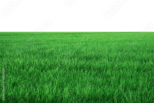 green grass field isolated on transparent background, png photo