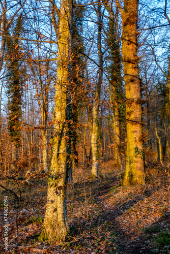 Sonne im Wald © focus finder