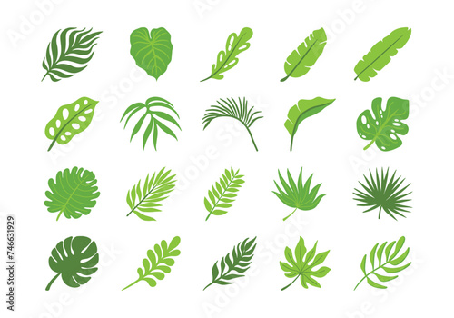 Tropical Leaf Illustration Element Set
