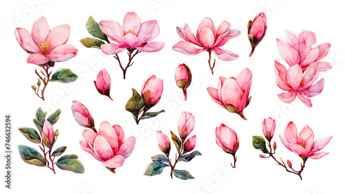 Watercolor of flowers magnolia collection. It's perfect for cards, patterns, flowers compositions, frames, wedding cards and invitations. Hand painted.