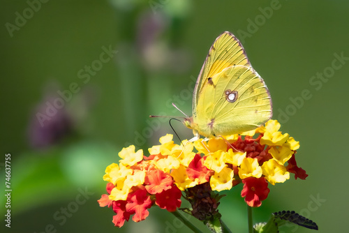 Clouded Yellow photo