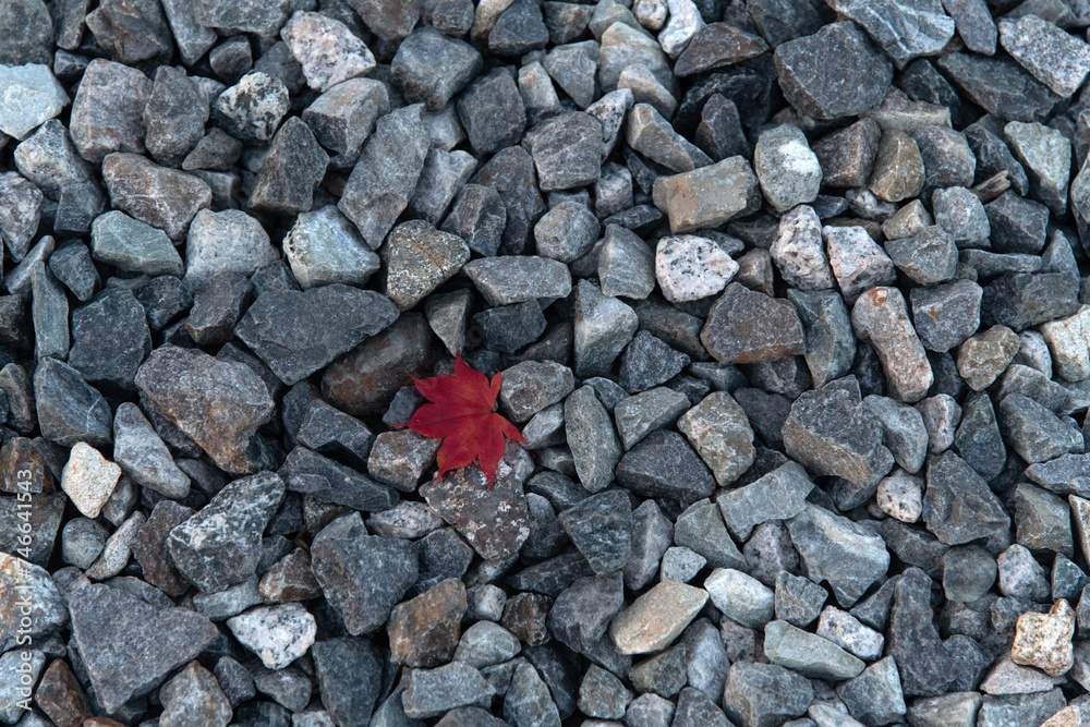 Fallen autumn red maple leaf on the ground Fallen autumn red maple leaf on the ground