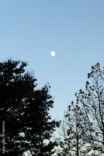 View of the moon with the trees in autumn