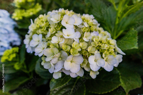 A hydrangea macrophylla at Cikole Camping Park, Bandung, Indonesia, a perfect camping destination. photo