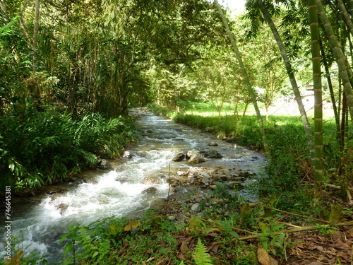 Small river in the forest