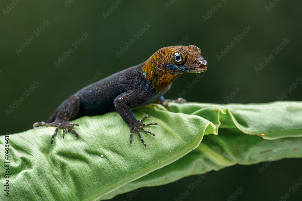 Yellow-headed Gecko (Gonatodes albogularis) is a smallish species of gecko found in Central and South America. Yellow-headed Gecko (Gonatodes albogularis) is a smallish species of gecko found in Central and South America.