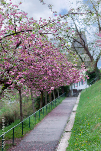 The path in the park is dotted with petals of blooming pink sakura. Sakura trees loom over the path