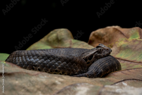 The Death Adder snake (Acanthophis antarticus) native to Australia, is known as one of the most dangerous snakes in the world.